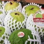Brasil testa nova logística para exportação da goiaba de Carlópolis
